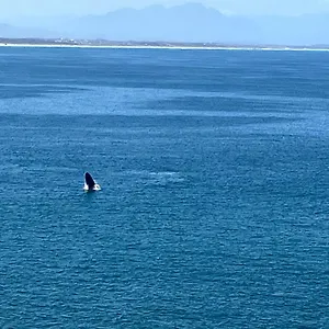 Whale's Tale , Fish Hoek South Africa